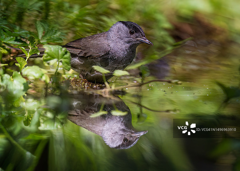 栖息在植物上的鸣禽特写镜头图片素材