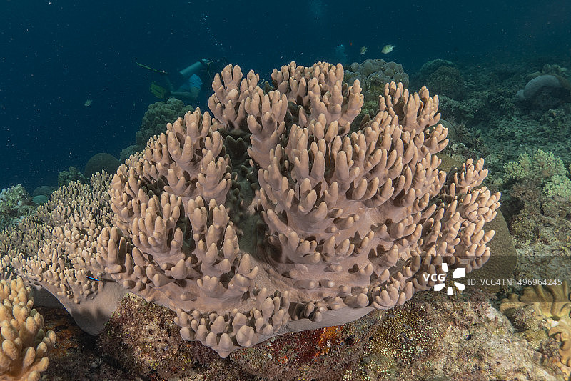 菲律宾，海中珊瑚高角度视图图片素材