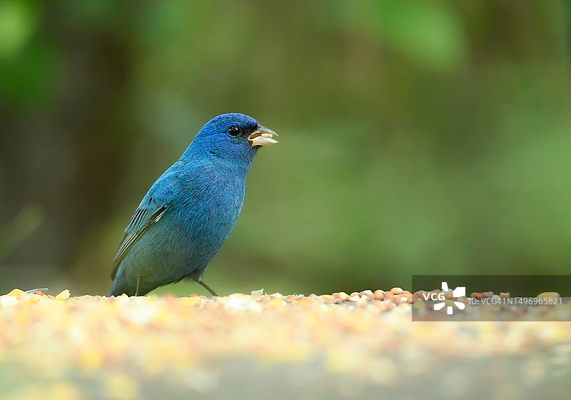 鸣禽栖息在植物上的特写图片素材