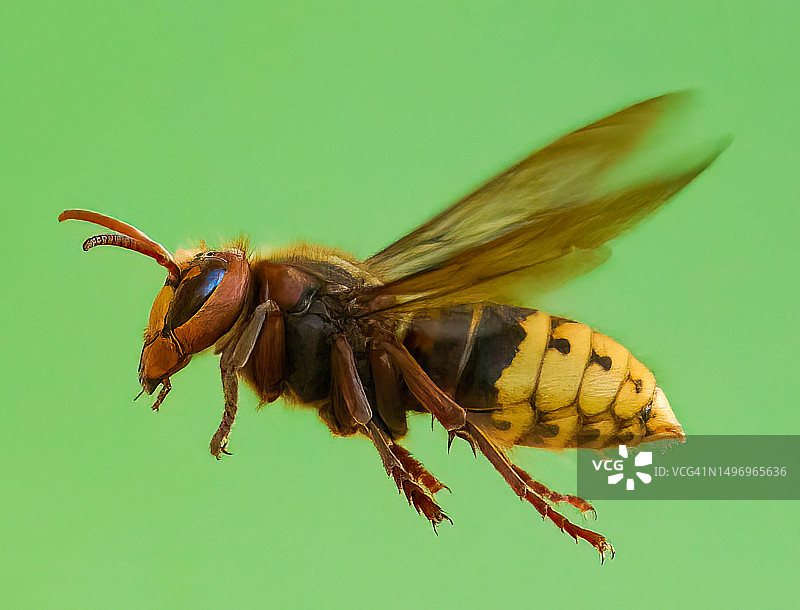 树叶上的昆虫特写图片素材
