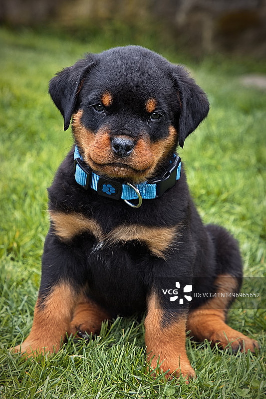 坐在田野里的罗威纳犬肖像图片素材