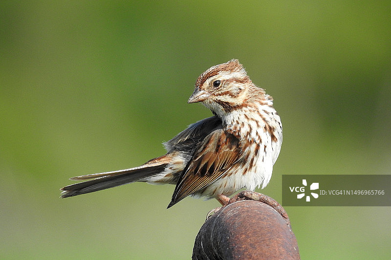 木头上栖息的歌带鹀特写图片素材