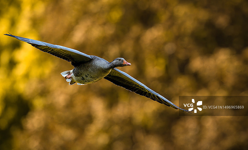 德国卡尔斯鲁厄飞翔的灰雁近景图片素材