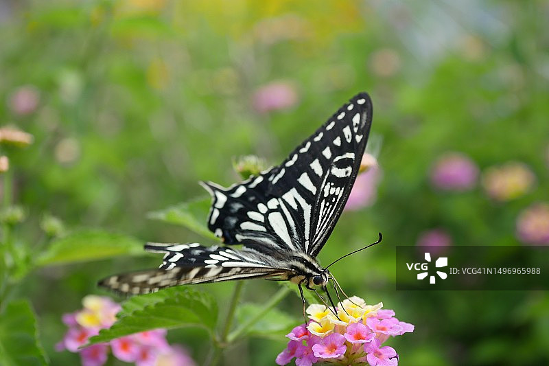 蝴蝶在粉色花朵上采蜜特写，日本图片素材