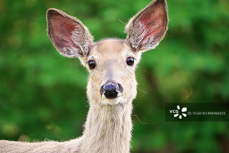 白色的特写肖像图片素材