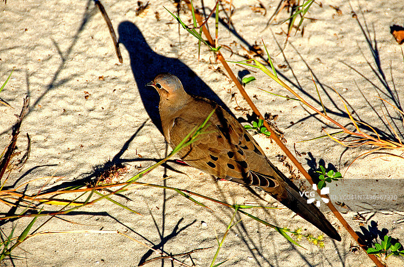 哀鸽及其影子图片素材