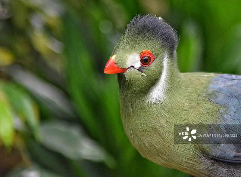 荷兰户外栖息的蕉鹃特写图片素材