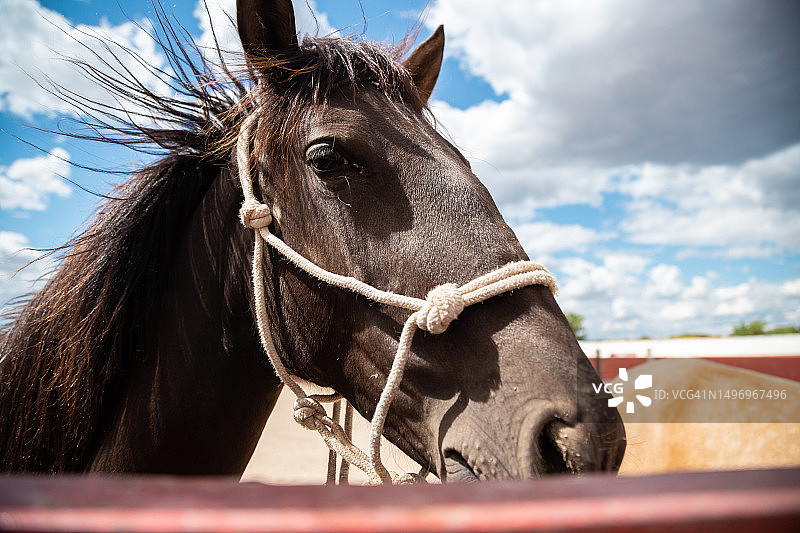 西班牙天空下的纯种赛马特写图片素材