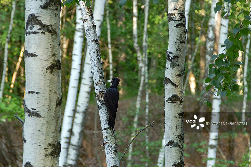 鸟类栖息在森林树干上的特写，俄罗斯图片素材