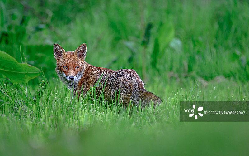 英国贝辛斯托克草地上的红狐肖像图片素材
