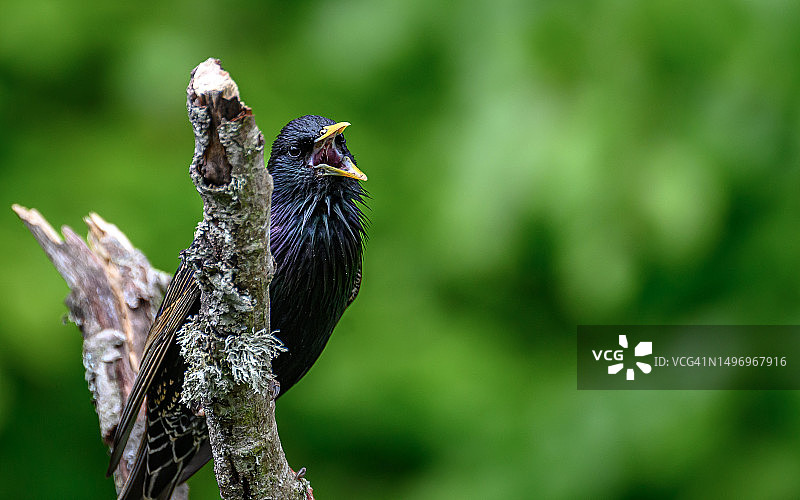 英国杰德堡，栖息在树枝上的椋鸟特写图片素材