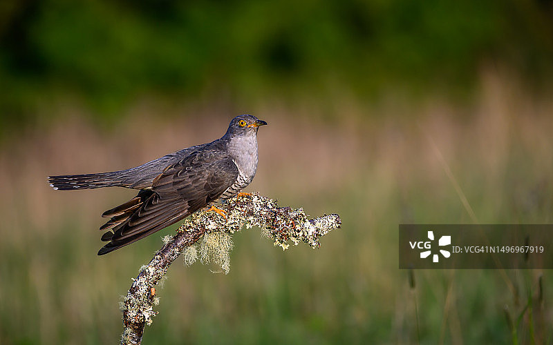 栖息在植物上的猎鹰特写，英国利兹图片素材
