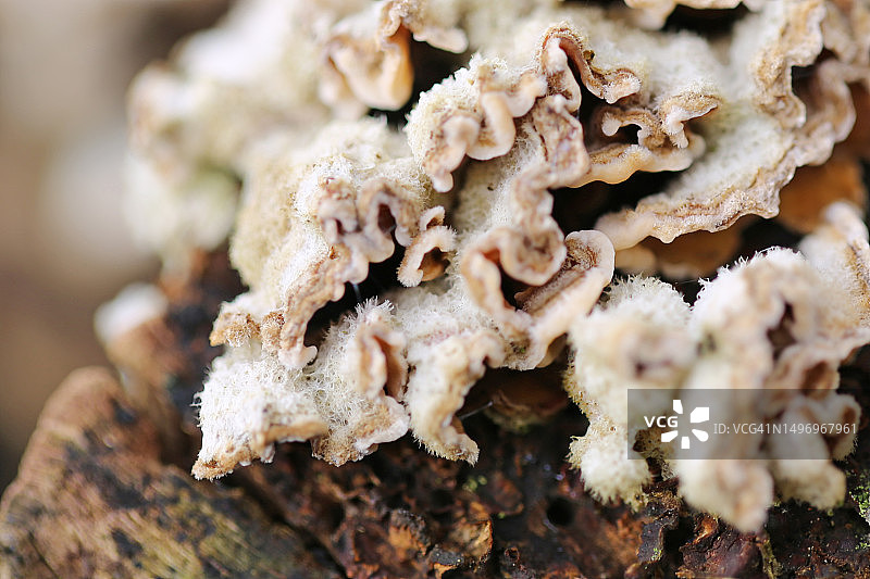 英国索尔兹伯里乔尔德顿树干上的真菌特写图片素材