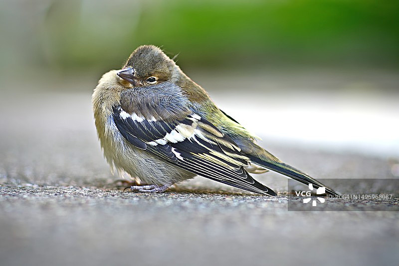 德国，苍头燕雀栖息在路上的特写图片素材