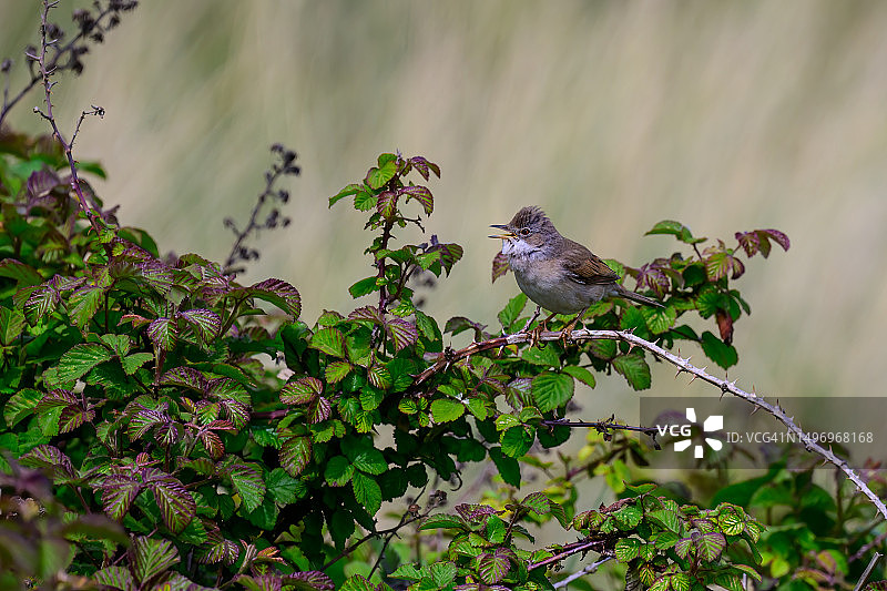 仰视角度拍摄的鸣雀栖息在树上图片素材