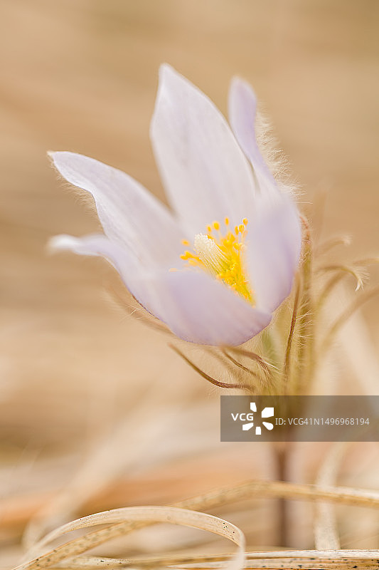 白色番红花特写，美国威斯康星州布鲁克林图片素材