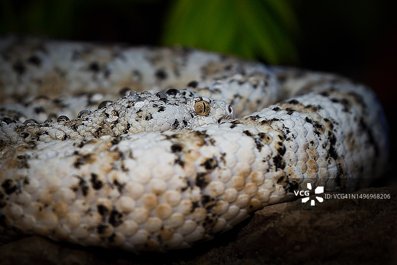 西班牙蝰蛇特写图片素材