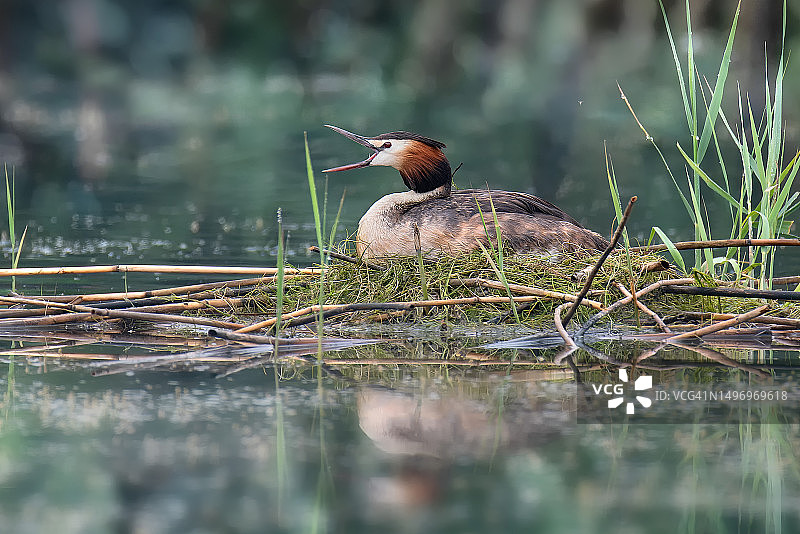 翠鸟在湖中捕鱼特写图片素材