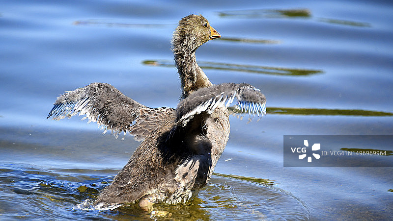 英国伦敦海德公园湖中游泳的鸭子特写图片素材