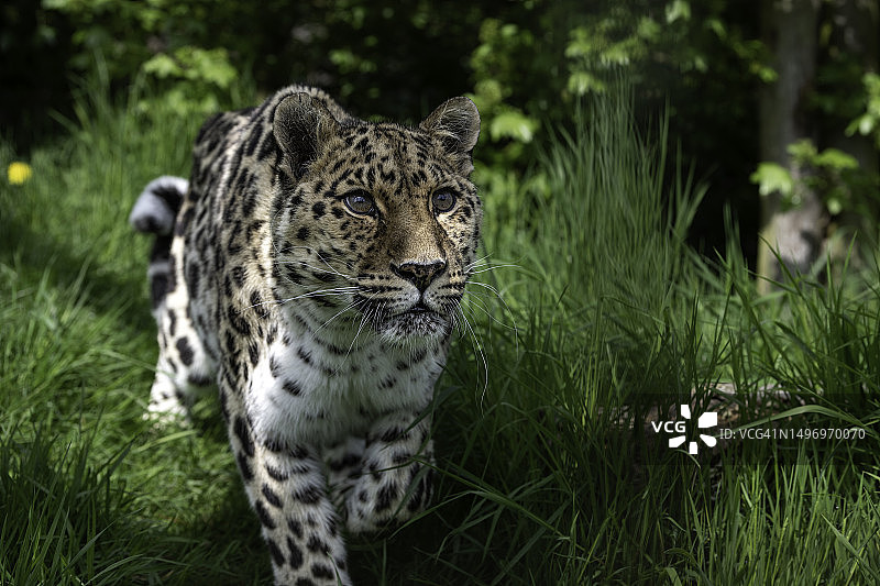 在英国阿什福德斯马登的田野上行走的的东北豹特写图片素材