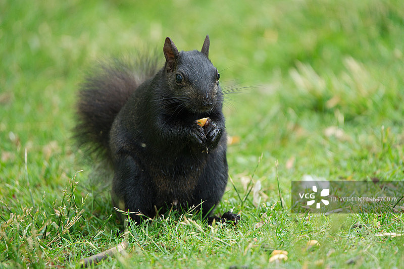 加拿大安大略省：田野里的松鼠特写图片素材