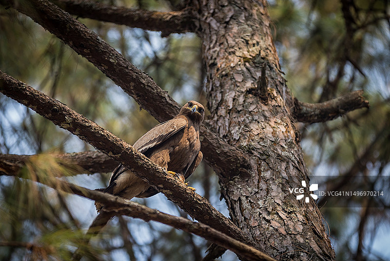 尼泊尔加德满都，栖息在树上的猛禽（仰视角度）图片素材