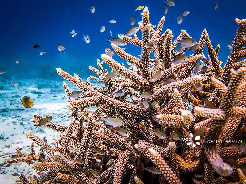 仰视角度拍摄的海星，背景为蓝天图片素材