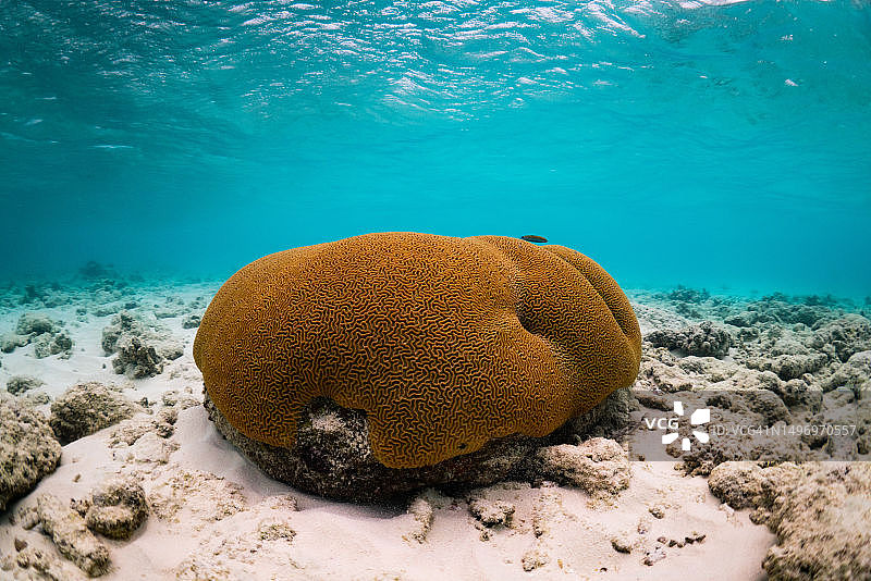 马尔代夫海中的珊瑚特写图片素材