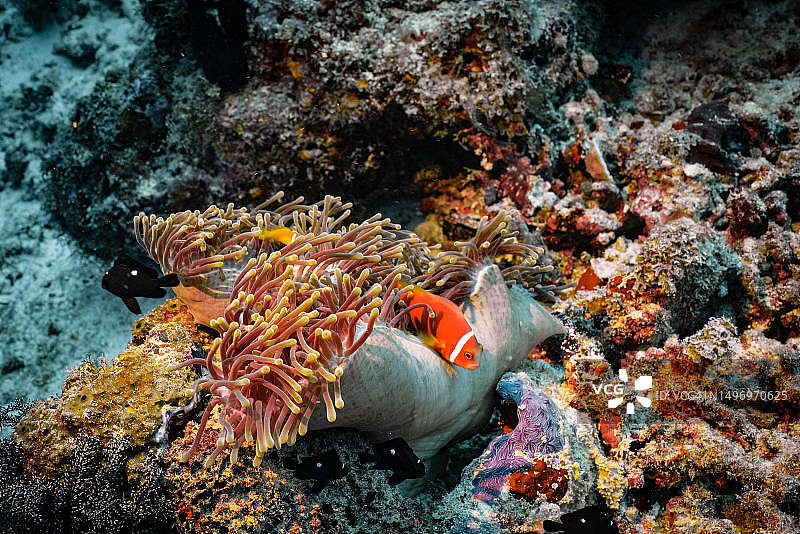 特写：海葵小丑热带鱼在马尔代夫海中游泳图片素材