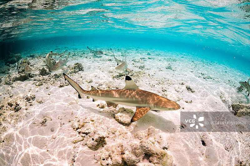 马尔代夫海域海龟游泳高角度视图图片素材