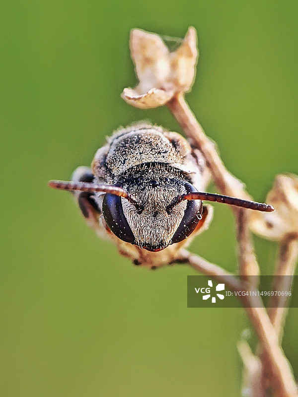 纳西克县植物上的昆虫特写，印度图片素材