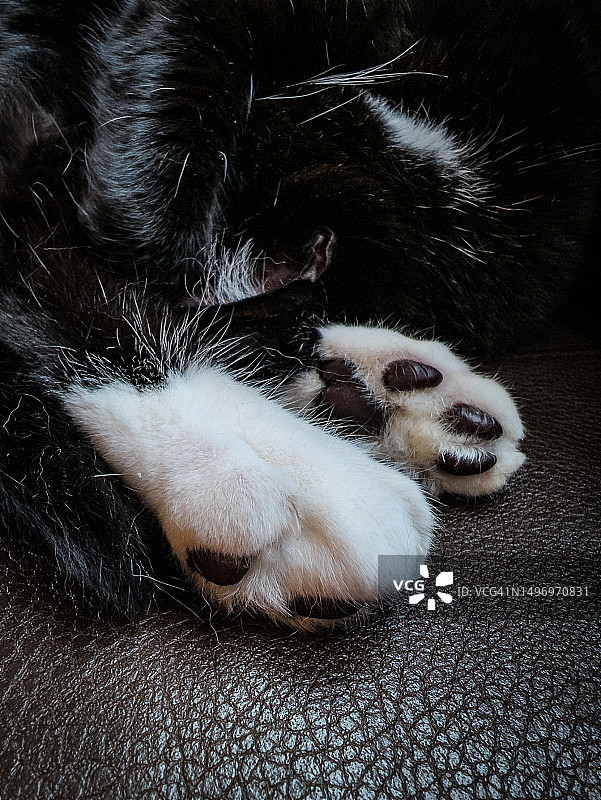 猫咪在华盛顿县睡觉的特写图片素材