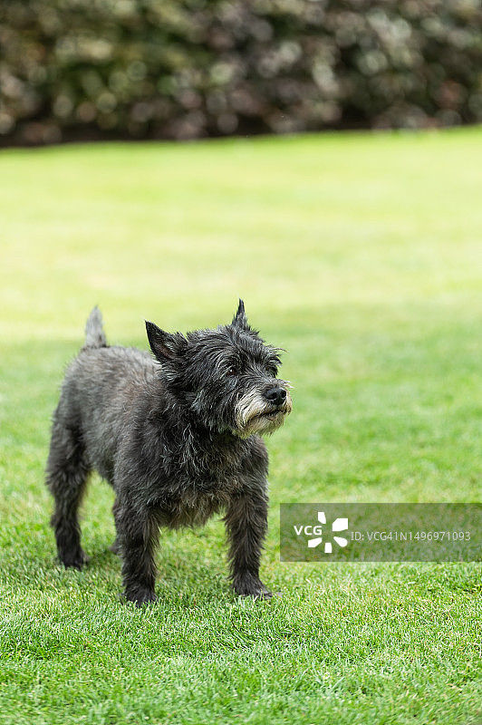 站在草地上的可爱黑色凯恩梗犬，比利时图片素材