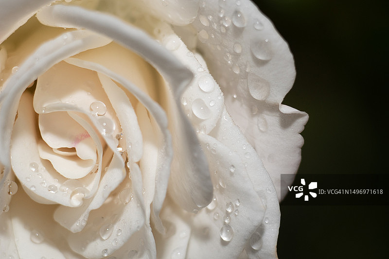 湿润的白色玫瑰特写，南非图片素材