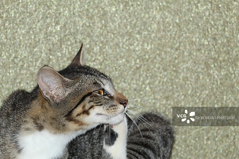 猫咪坐着特写，厄瓜多尔圣多明各德洛斯查奇拉斯图片素材