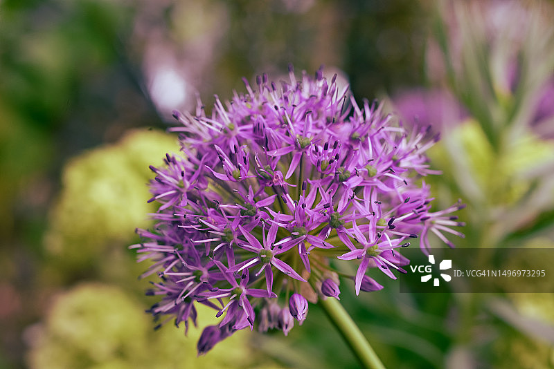 紫色植物特写，俄罗斯图片素材