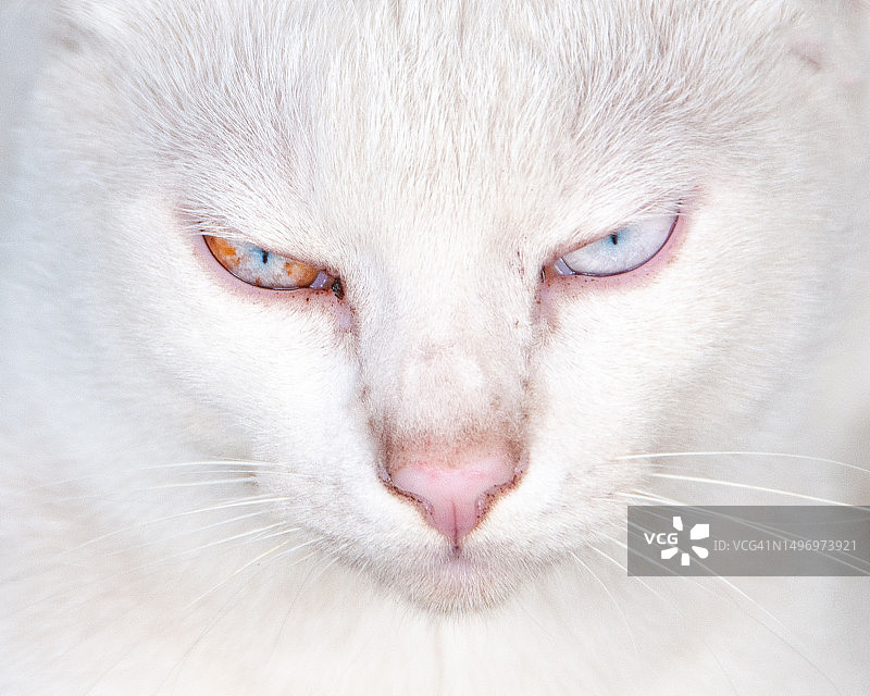 猫的特写肖像，泰国图片素材