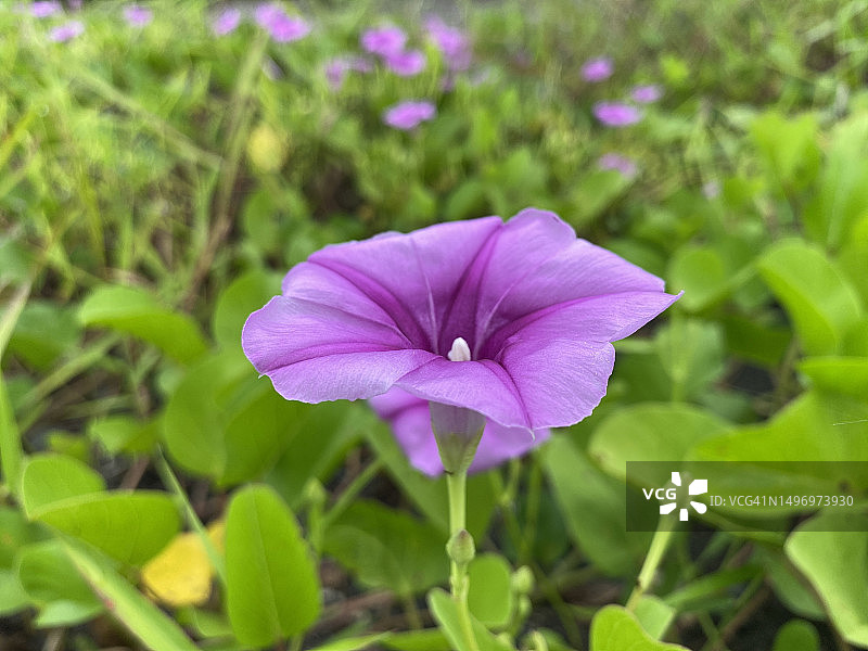 紫色开花植物的田野特写图片素材