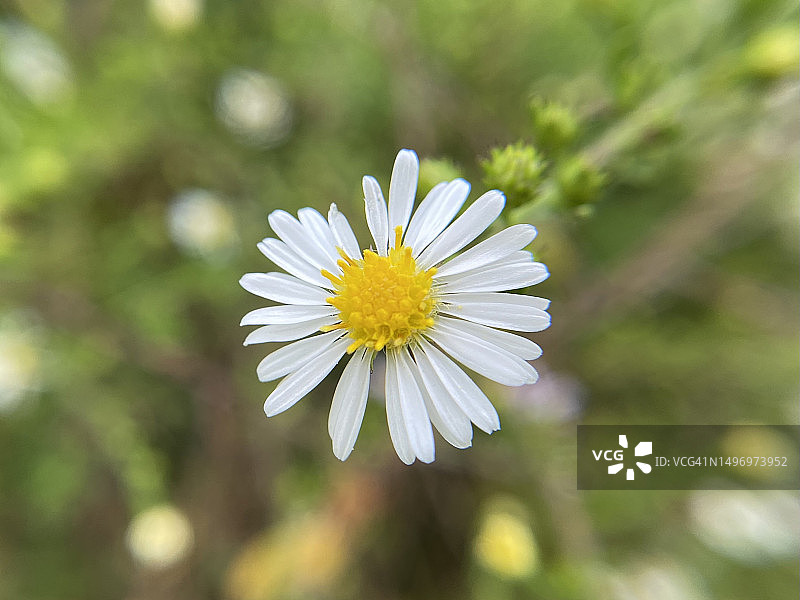 美国马萨诸塞州北安多弗白色雏菊特写图片素材