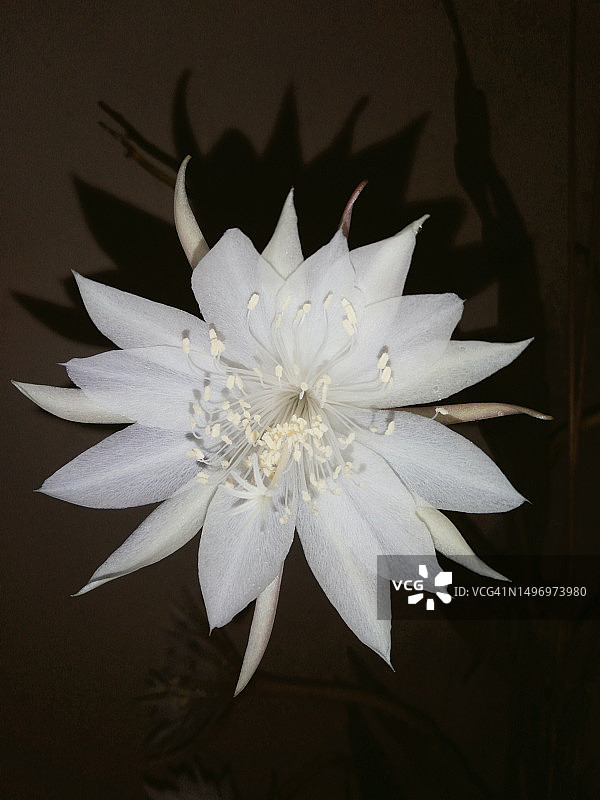 黑色背景下的白色花朵特写图片素材