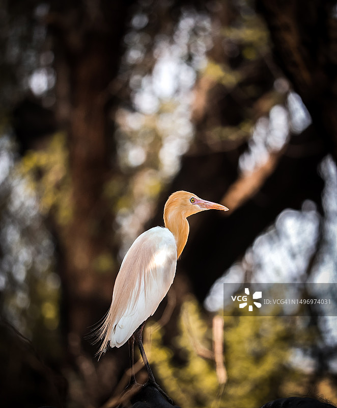 仰视视角：印度特伦甘纳邦瓦朗加尔的白鹭栖息在树上图片素材