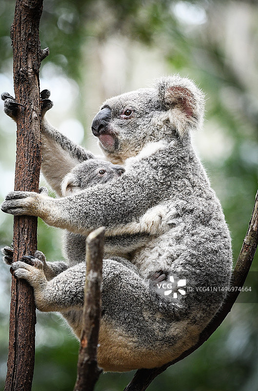 考拉坐在树上的特写图片素材