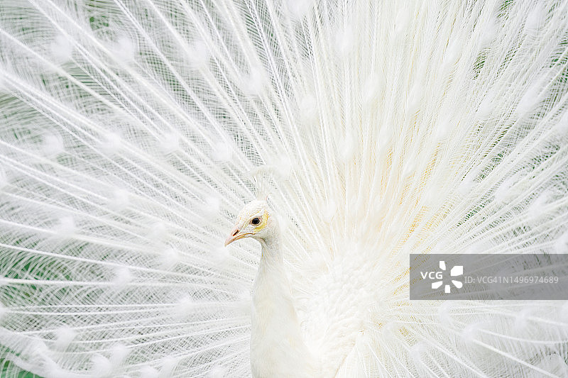 德国卡尔斯鲁厄的白色孔雀特写图片素材