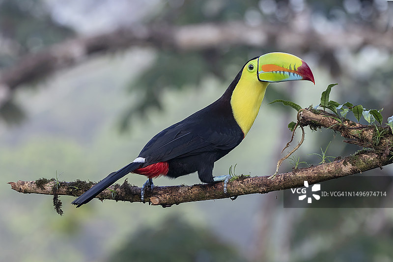 哥斯达黎加树枝上栖息的巨嘴鸟特写图片素材