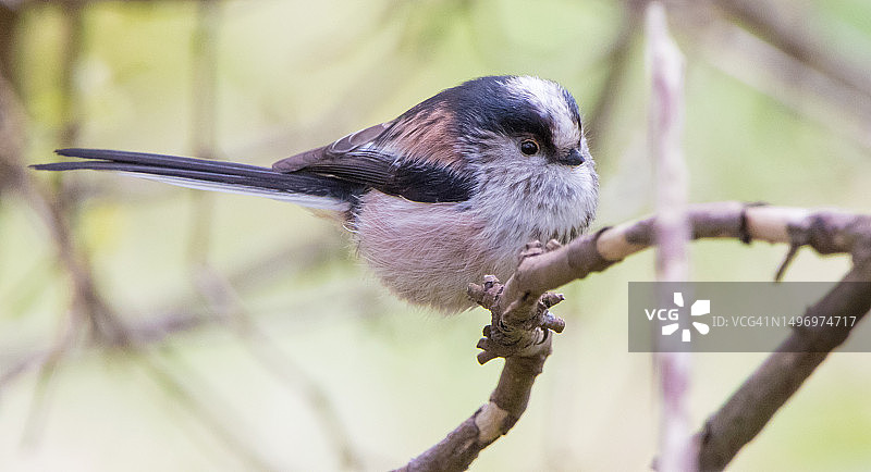 歌山雀栖息于树枝的特写，英国巴斯纽顿圣洛图片素材