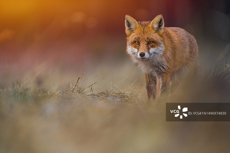 站在田野上的红狐肖像图片素材