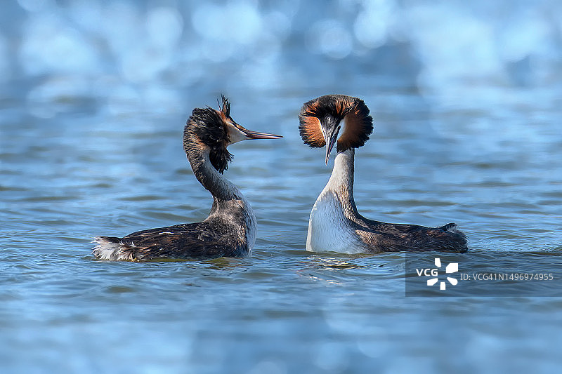 近距离拍摄在意大利托斯卡纳湖中游泳的鸭子图片素材