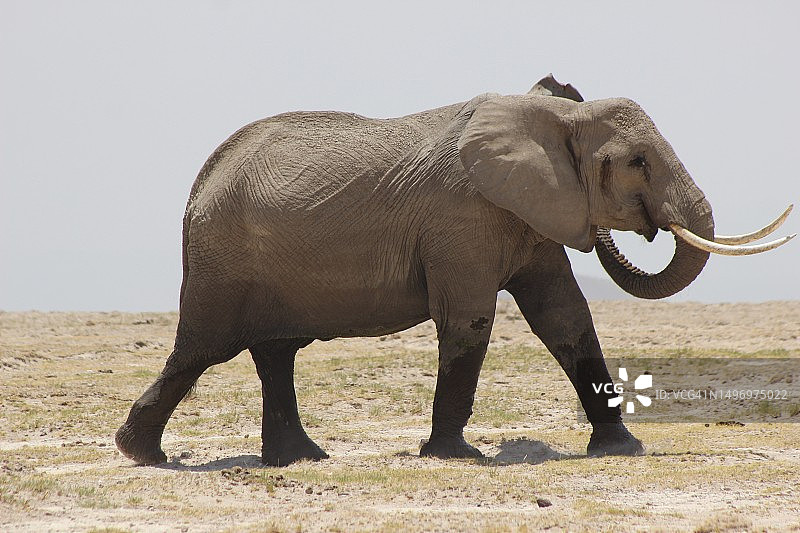 站在田野上的非洲象侧面照图片素材