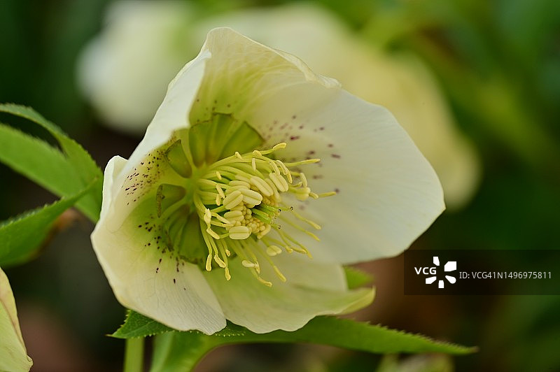 白色植物特写，塞尔维亚图片素材