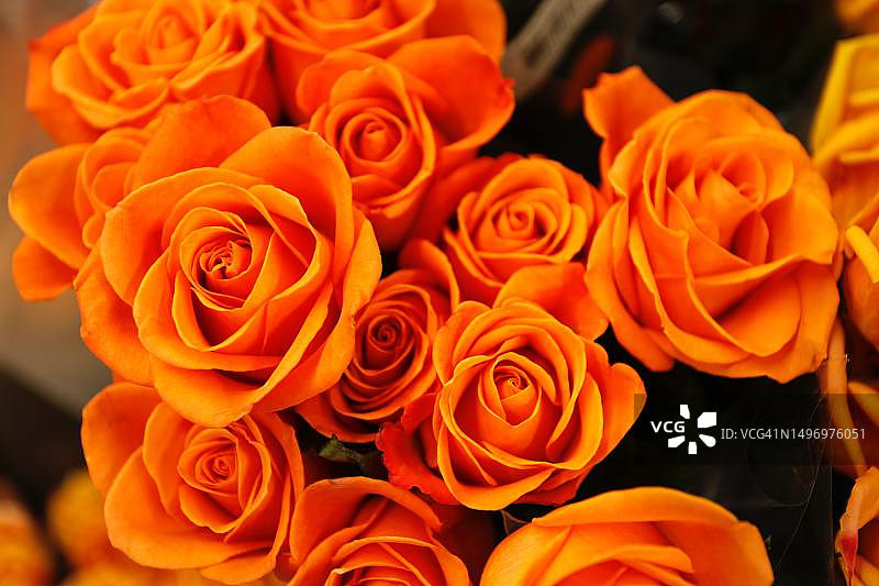 旧金山橙色玫瑰特写图片素材